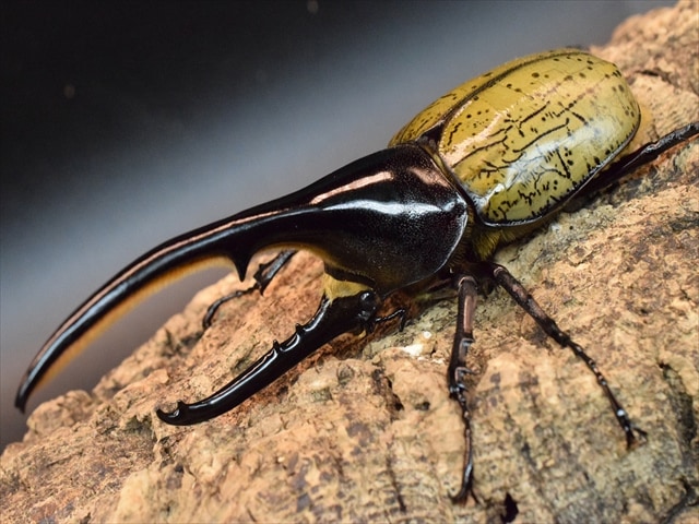 【新成虫】ＤＨヘラクレス138ｍｍペア