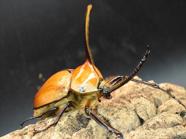 成虫ペア】ゴロファポルテリ（ノコギリタテヅノカブト）【新成虫LL