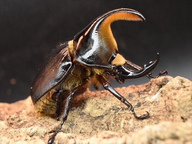 ♂単品】サタンオオカブト78mm | すべての商品 | 極