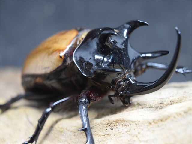 【3令ペア】ゴホンヅノカブト