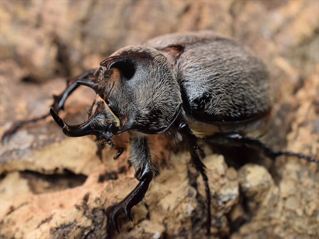 【新成虫】テルシテスヒメゾウカブト43mmペア