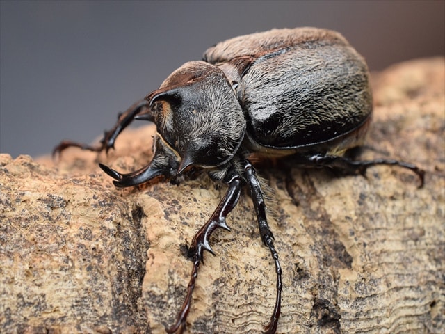 【新成虫】テルシテスヒメゾウカブト44mmペア