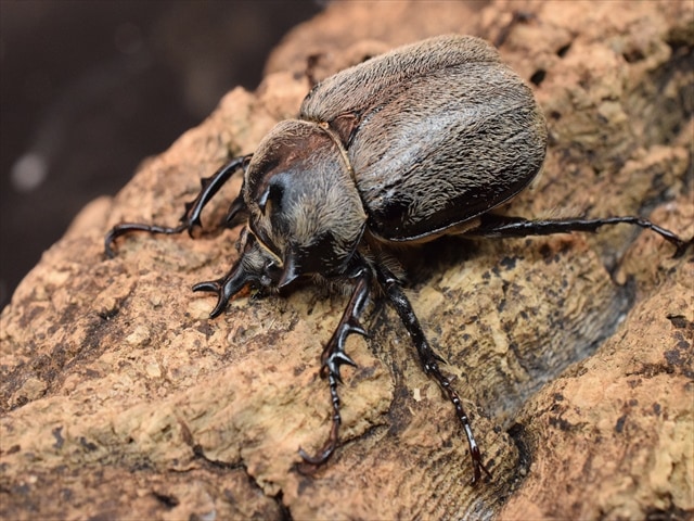 【新成虫】テルシテスヒメゾウカブト42mmペア