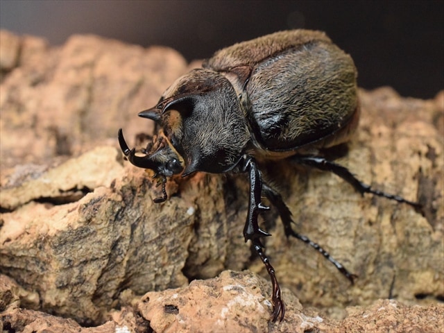 【新成虫】テルシテスヒメゾウカブト47mmペア