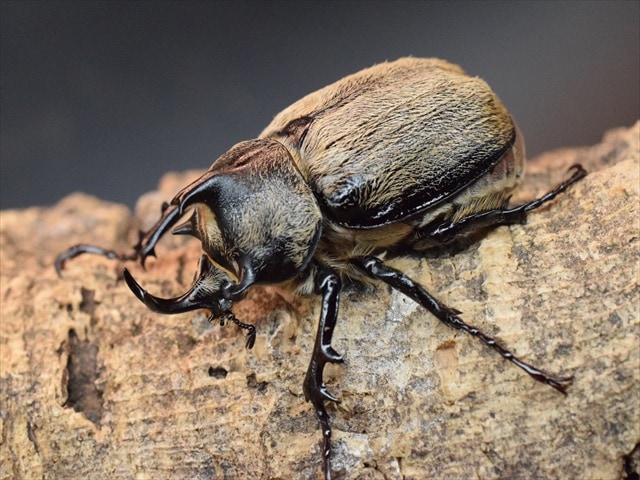 【新成虫】テルシテスヒメゾウカブト48mmペア