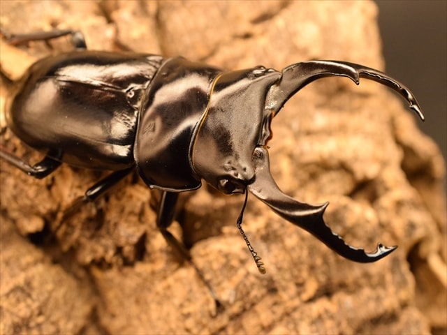 【幼虫単品】ネパレンシスコクワガタ