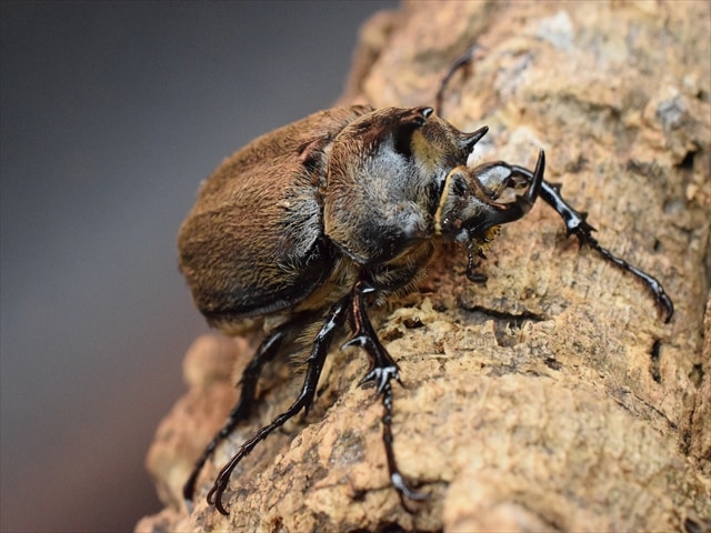 【新成虫】テルシテスヒメゾウカブト45mmペア