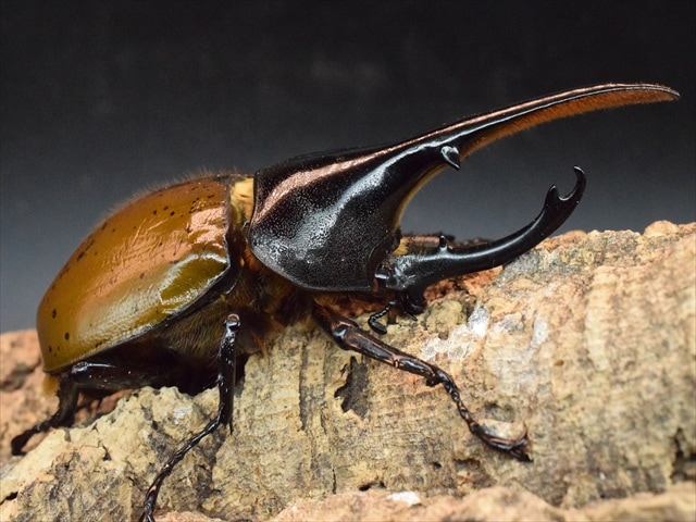 ウスバキチョウ（ロシア）ペアー 【公式通販】