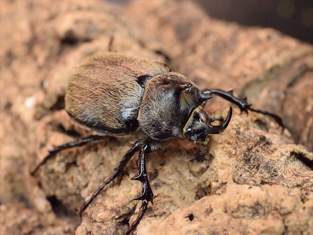 【新成虫】テルシテスヒメゾウカブト39mmペア