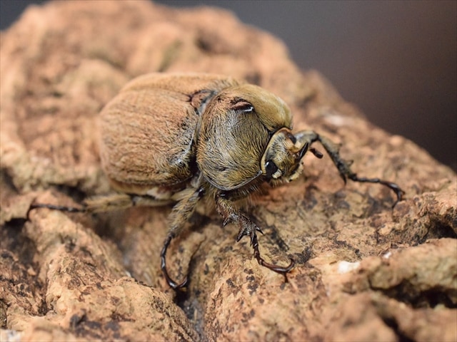 【即ブリ可】ヨルゲンセンペーニャヒメゾウカブト40mm