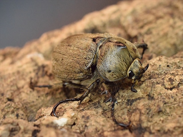 【即ブリ可】ヨルゲンセンペーニャヒメゾウカブト39mm