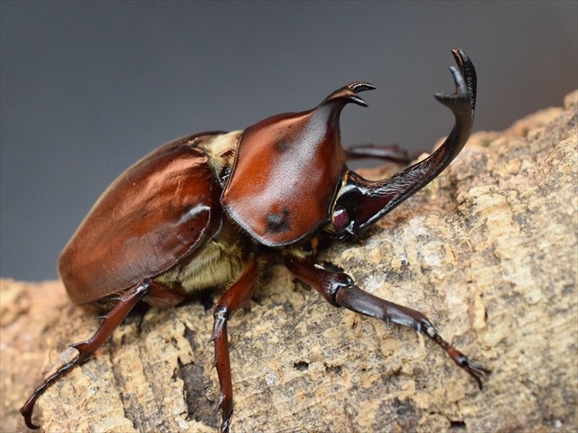 【幼虫ペア】レッドアイヤマトカブトムシ