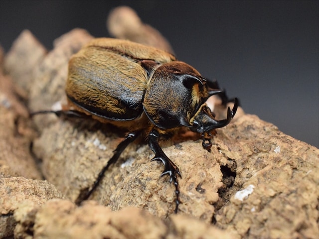 【新成虫】テルシテスヒメゾウカブト45mmペア