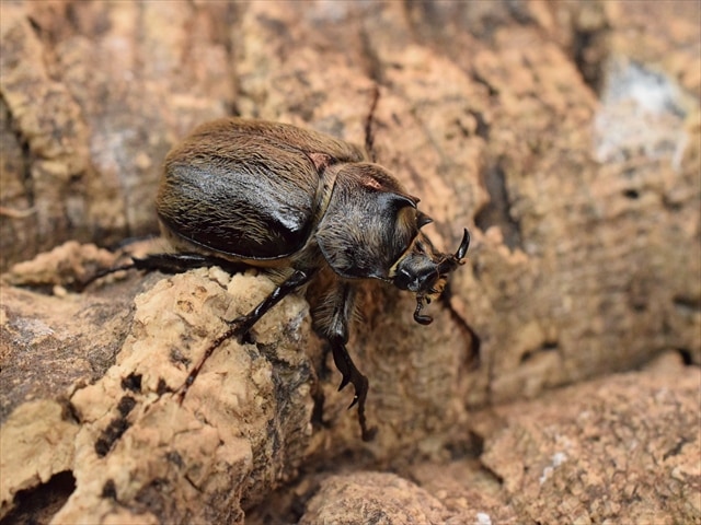 【新成虫】テルシテスヒメゾウカブト34mmペア