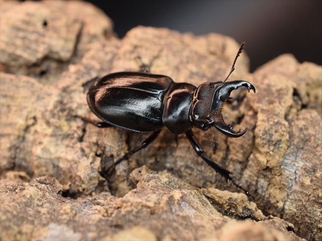 【希少】ミクラミヤマクワガタ33ｍｍペア