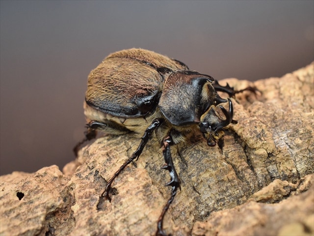 【新成虫】テルシテスヒメゾウカブト41mmペア