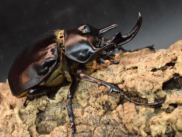 ※週末限定特価！イイジマゾウカブト♂野外標本 週末限定特価！イイジマゾウカブト♂野外標本 Yahoo