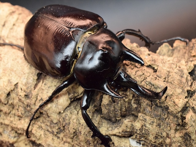 【大型ペア】アクティオンゾウカブト(アクタエオンゾウカブト)【新成虫】