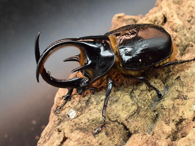 【即ブリ可】ネプチューンオオカブト105ｍｍ【♂単品】