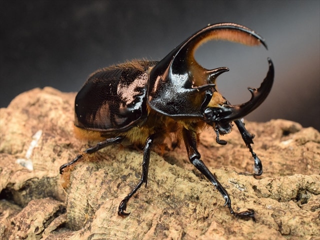 【即ブリ可】ネプチューンオオカブト91ｍｍ【♂単品】