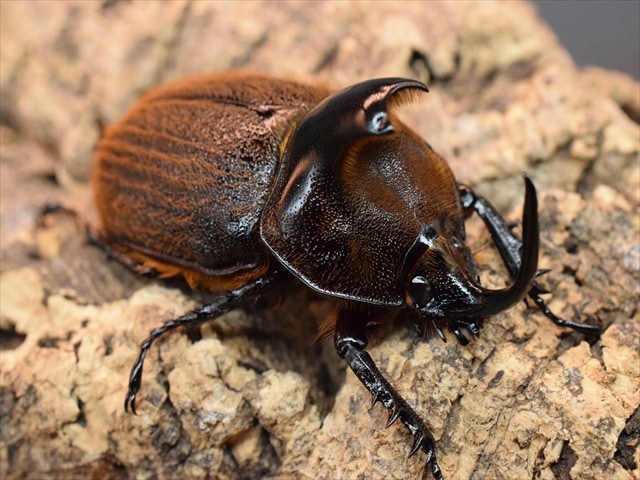 【希少ペア】ヒルタスヘラズノカブト【新成虫】