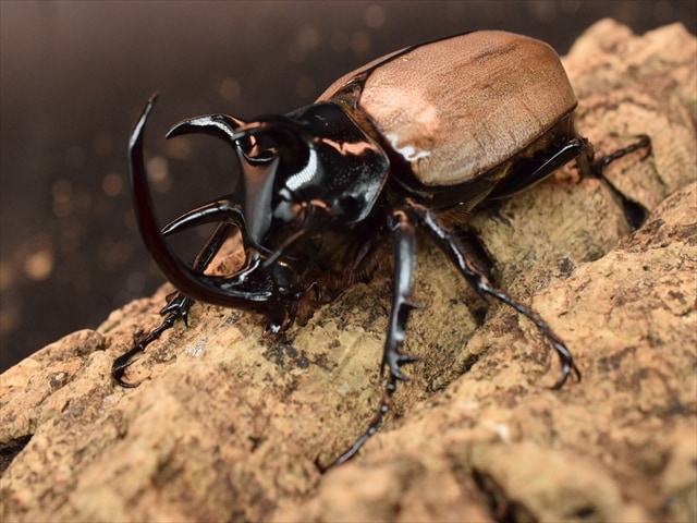 【新成虫】ゴホンヅノカブト74ｍｍペア