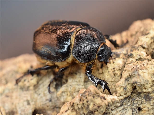 【♀単品】テルシテスヒメゾウカブト