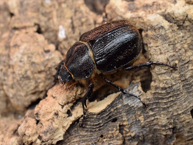 【♀単品】テルシテスヒメゾウカブト