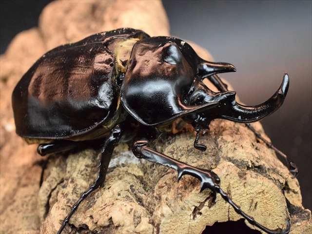 【大型ペア】アクティオンゾウカブト(アクタエオンゾウカブト)【新成虫】