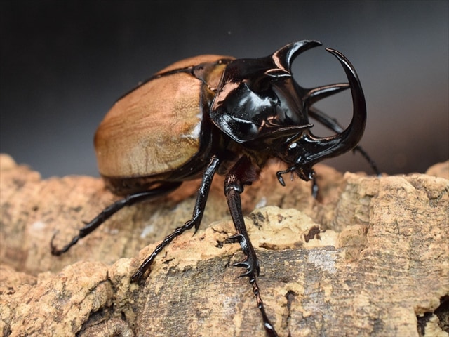 【新成虫】ゴホンヅノカブト77ｍｍペア