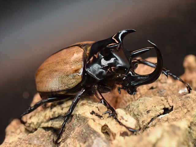 週末限定特価！イイジマゾウカブト♂野外標本 2025年最新
