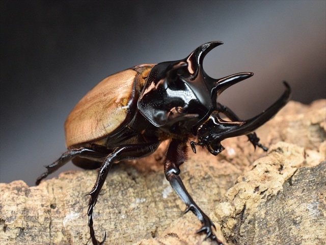 【大型新成虫】ゴホンヅノカブト90ｍｍペア