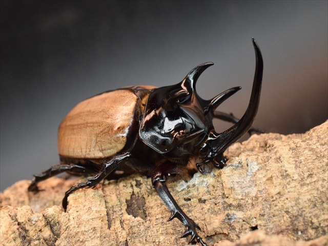 【大型新成虫】ゴホンヅノカブト93ｍｍペア