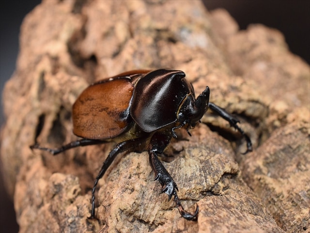【即ブリ可】フンボルトヒナカブト43ｍｍペア
