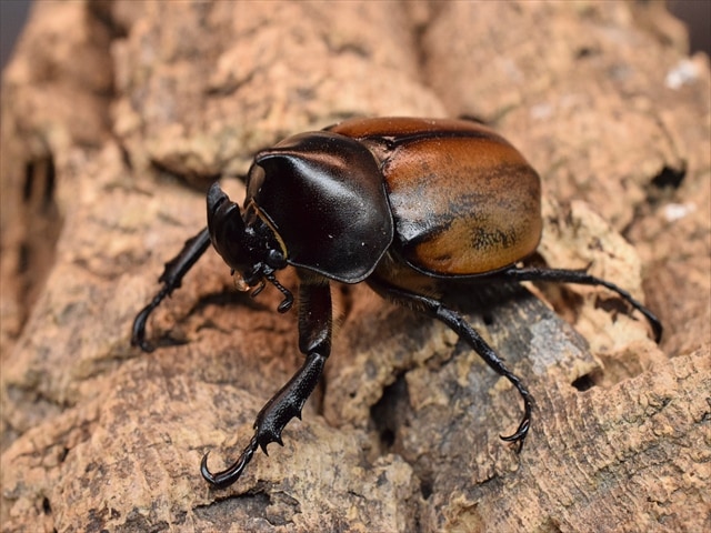 【即ブリ可】フンボルトヒナカブト50ｍｍペア
