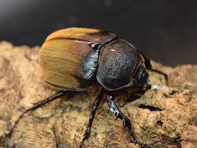 【♀単品】ギアスルンバシャーゾウカブト56mm