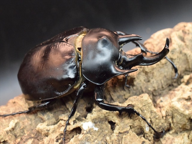 【即ブリ可】アクティオンゾウカブト(アクタエオンゾウカブト)♂単品【新成虫】