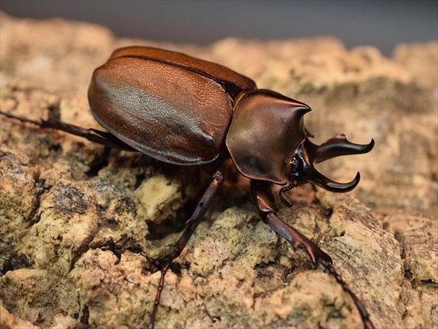 【即ブリ可】マルガリータヒナカブト♂45ｍｍ