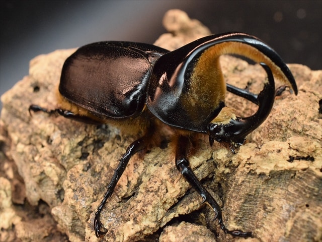 【♂単品】サタンオオカブト88ｍｍ