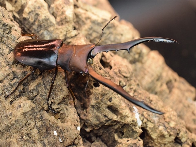 外国産クワガタ 成虫,メタリフェルホソアカクワガタ | 極