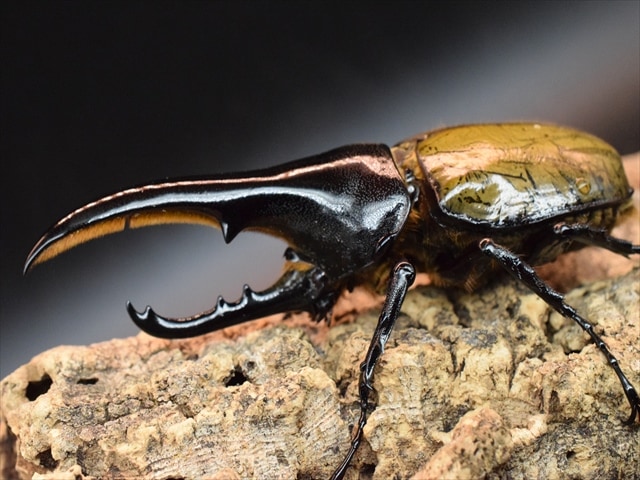 【極太美形】ＤＨヘラクレス110ｍｍペア