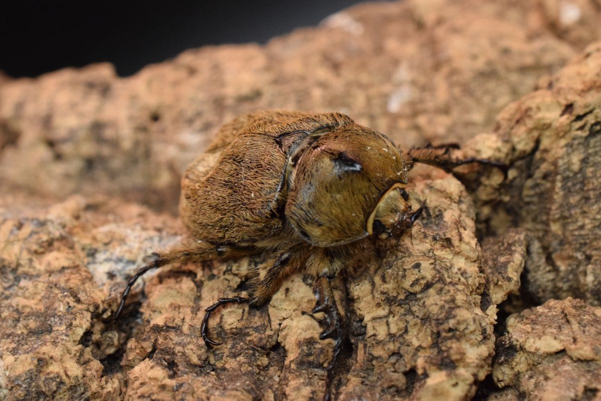 【希少】ヨルゲンセンペーニャヒメゾウカブトペア