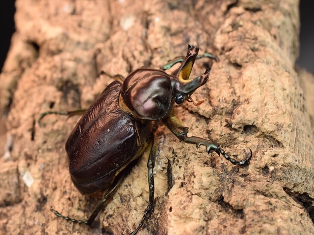 カブトムシ クワガタムシ 昆虫専門店｜極