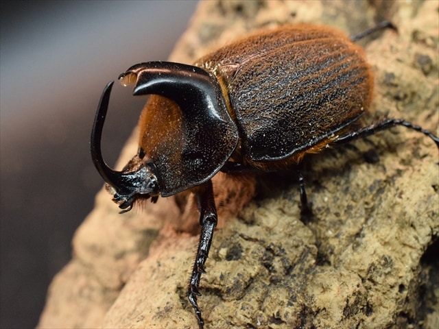 【♂単品】ヒルタスヘラズノカブト【新成虫】