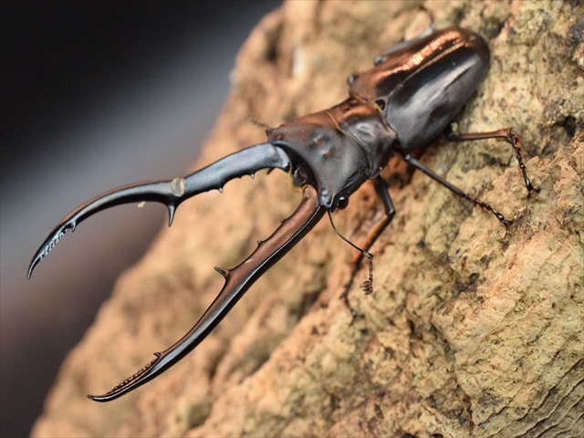 すべての商品 | 極