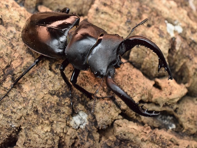 すべての商品 | 極