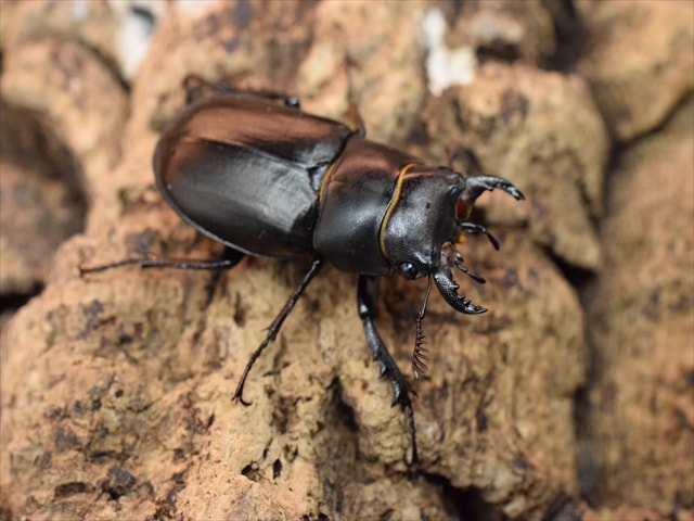【新成虫】テトラオドンミヤマクワガタペア