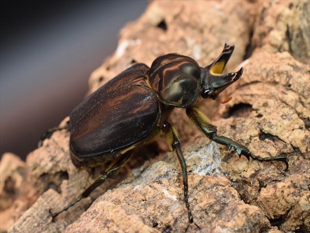 【希少】インカツノコガネ55mmペア