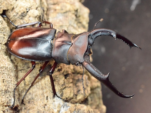 【大型RED血統】マンディブラリスフタマタクワガタ(ボルネオ島産)85mmペア