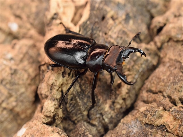 【希少】ミクラミヤマクワガタ33ｍｍペア